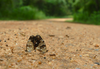 Silvery Checkerspot mating pair